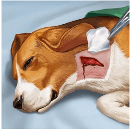 Operate Now: Animal Hospital MOD APK Download