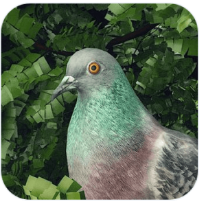 Pigeon A Love Story MOD APK Download