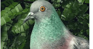 Pigeon A Love Story MOD APK Download