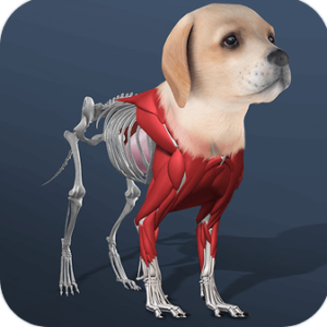 Idle Pet – Create cell by cell MOD APK
